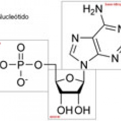 Nucleótidos y ácidos nucleicos