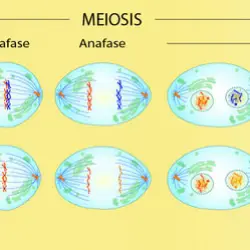 Fases de la Meiosis