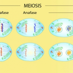 Fases de la Meiosis