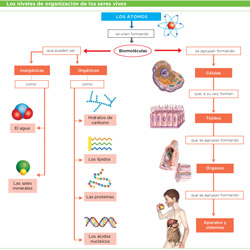 Esquema, Aparatos y sistemas del cuerpo humano