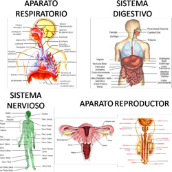 Sistemas y aparatos del cuerpo humano