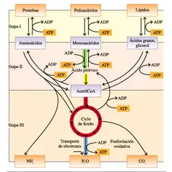 La cadena de transporte de electrones y fosforilación oxidativa