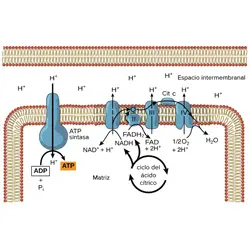La cadena de transporte de electrones y fosforilación oxidativa