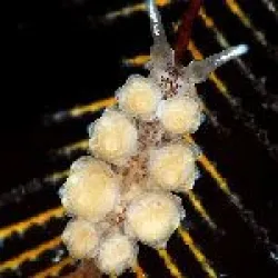 Los nudibranquios
