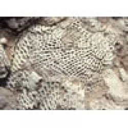Arnao, la Capilla Sixtina del Devónico