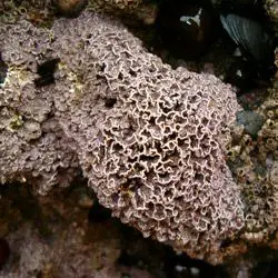 Algas rojas calcificadas de aspecto pétreo