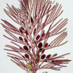 Algas rojas formadas por filamentosos finos