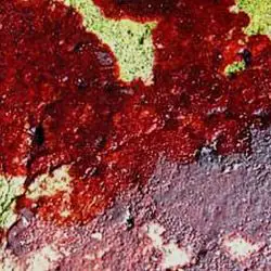 Algas rojas incrustantes, de aspecto no pétreo