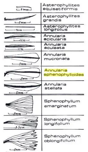 Imagen de Annularia sphenophylloides