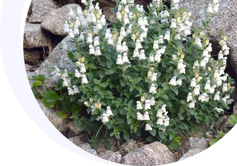 Guía de plantas y flores