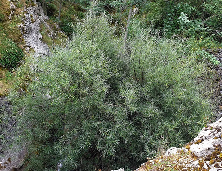 Guía de árboles y arbustos width=