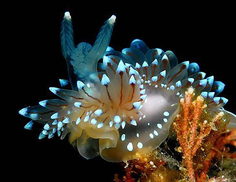Guía de nudibranquios width=
