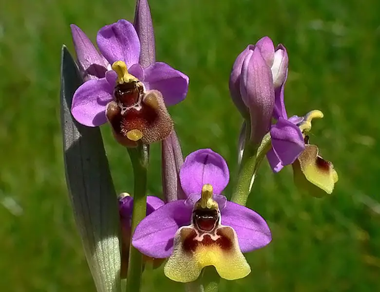 Guía de orquídeas width=