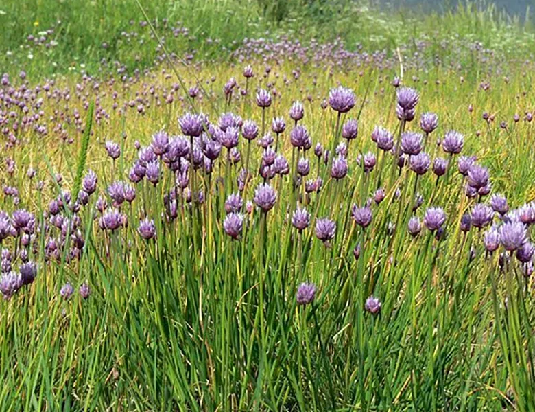 Guía de plantas y flores width=