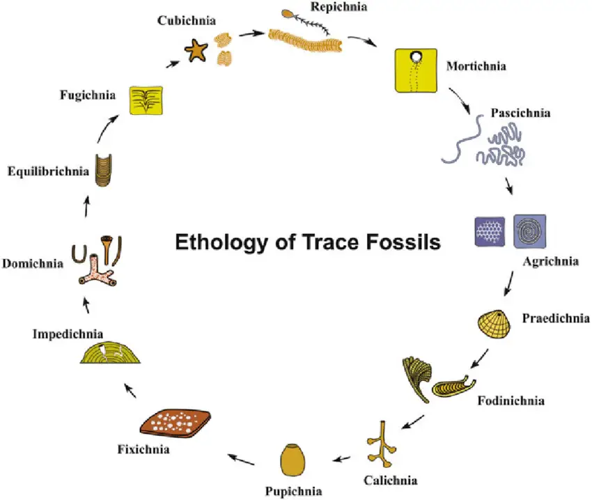 Evolución de las principales clases etológicas de los icnofósiles 
