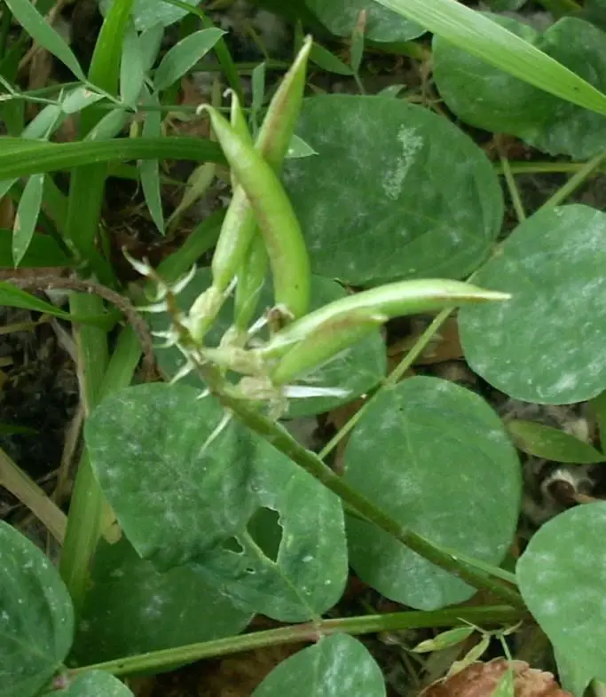 Astragalus glycyphyllos <small>(1 de 2)</small>