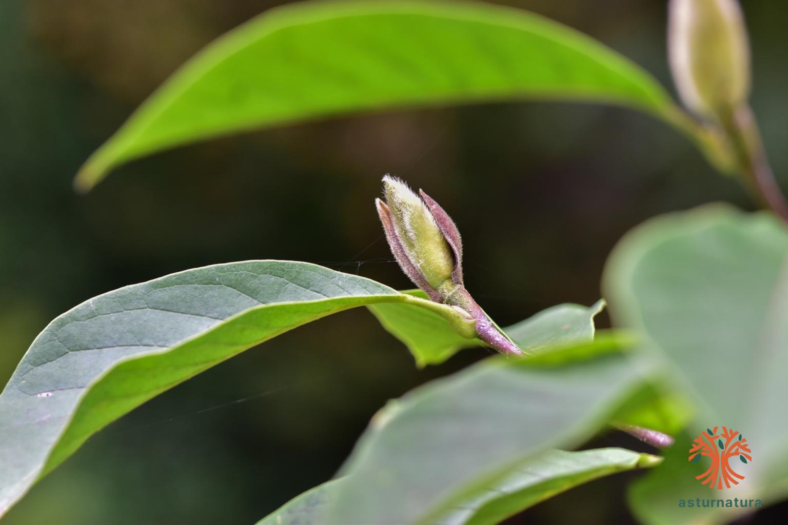 Magnolia ×soulangeana (1 de 4)