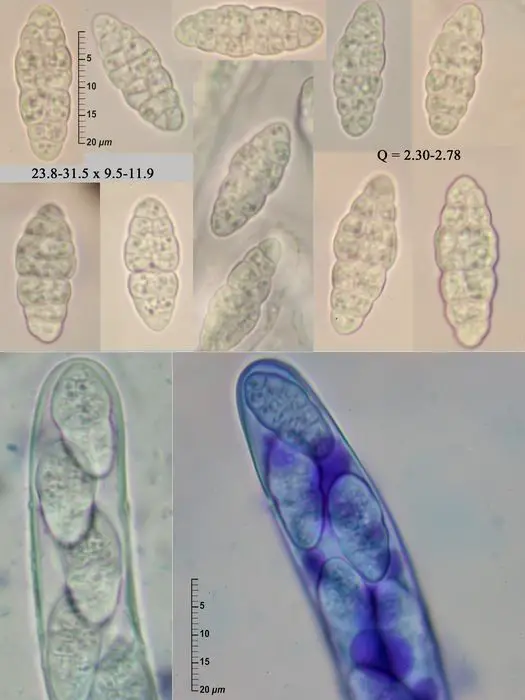 Hysterobrevium smilacis (Schwein.) E.W.A. Boehm & C.L. Schoch <small>(3 de 3)</small>