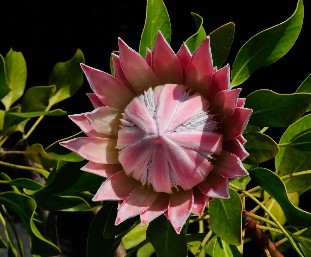 Protea cynaroides 'King Pink' (1 de 5)