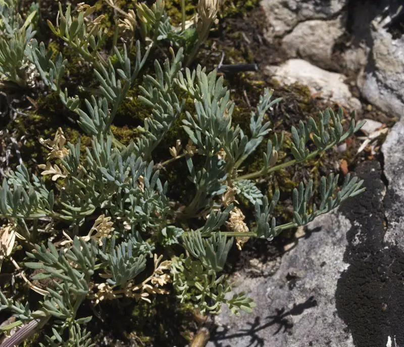 Seseli montanum subsp. montanum <small>(2 de 3)</small>