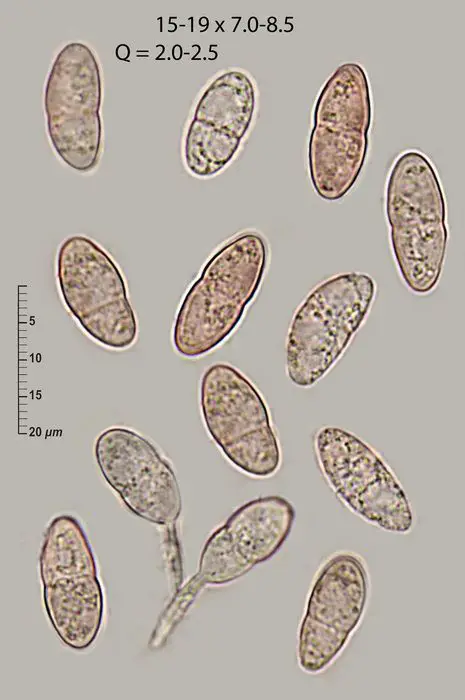 Epibryon bryophilum (Fuckel) Döbbeler <small>(2 de 3)</small>