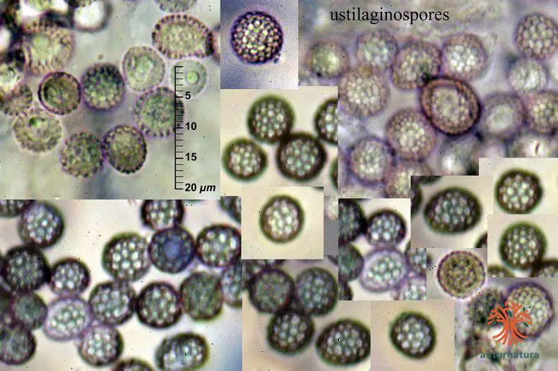 Microbotryum violaceum (Pers.) G. Deml & Oberw. s. lat.