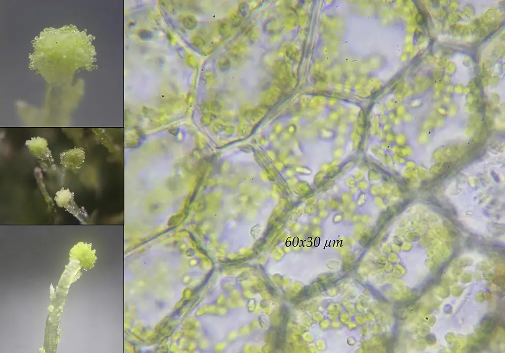 Calypogeia arguta <small>(3 de 3)</small>