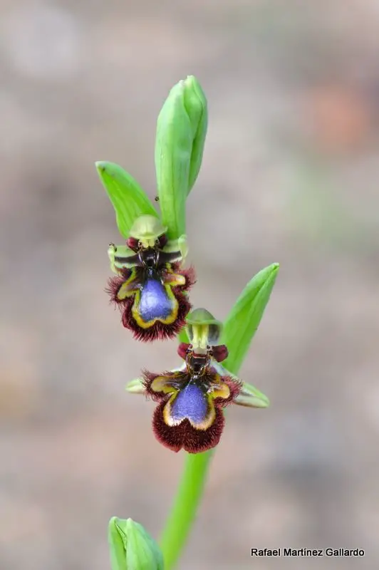Ophrys speculum subsp. speculum