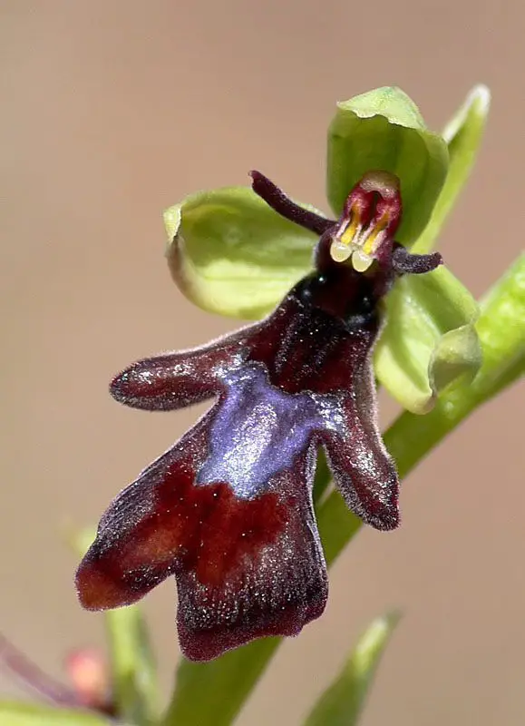 Ophrys insectifera subsp. insectifera <small>(3 de 3)</small>