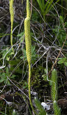 Lycopodium clavatum   <small>(1 de 3)</small>