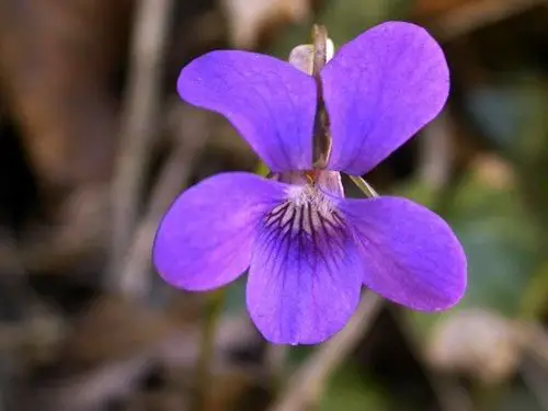 violaceae
