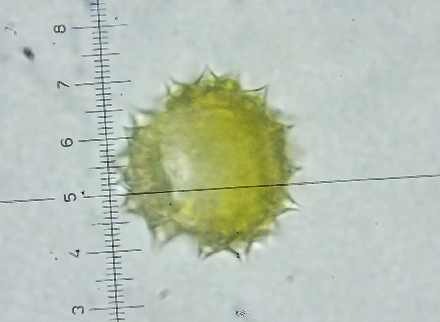 Leucanthemum vulgare (4 de 4)