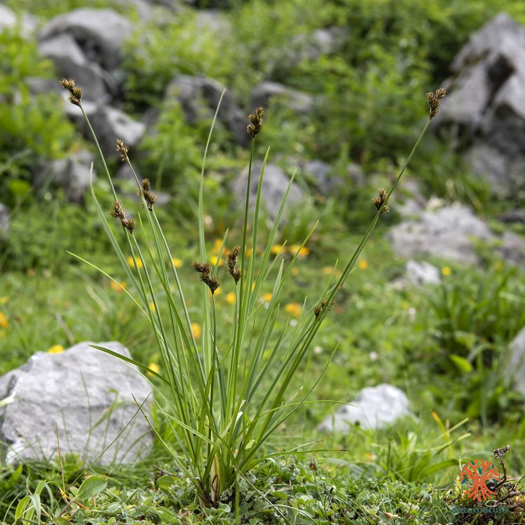 Carex leporina <small>(1 de 2)</small>