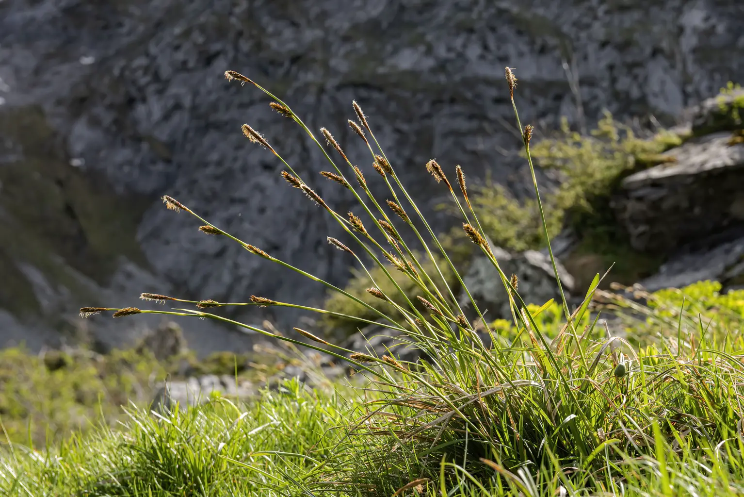 Carex brevicollis (1 de 3)