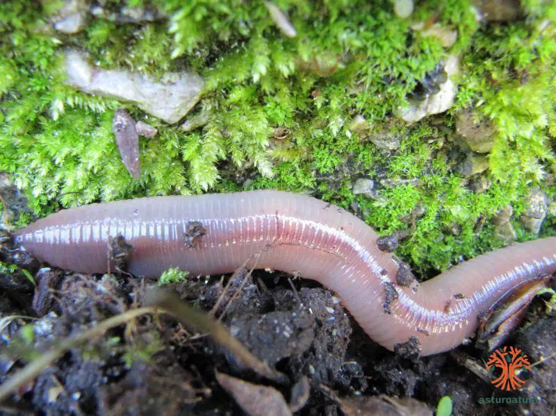 Lumbricus terrestris Linnaeus, 1758 - Lombric commun, Ver de terre  commun-Présentation