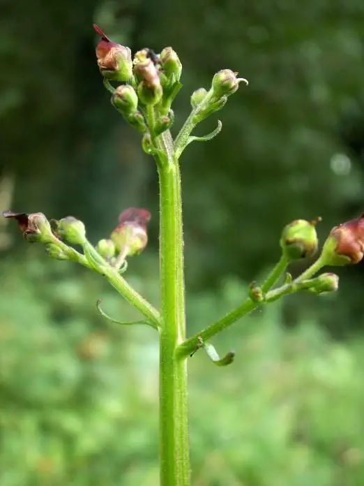 Scrophularia auriculata <small>(2 de 3)</small> 