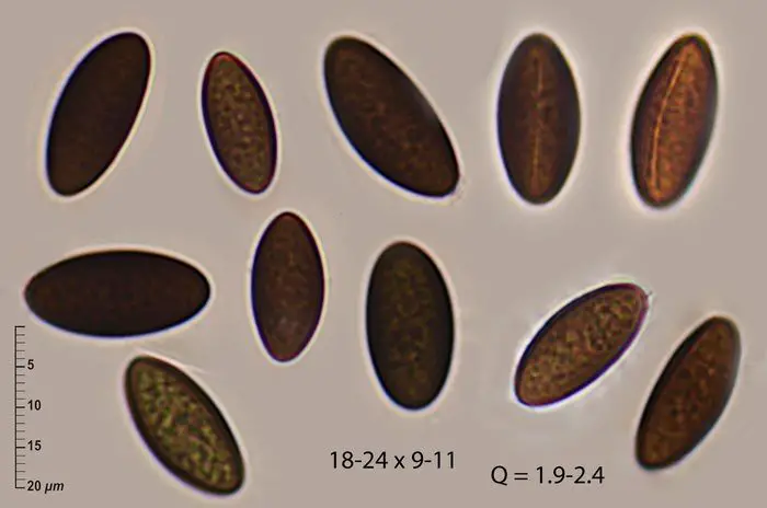 Anthostomella tumulosa (Roberge ex Desm.) Sacc. <small>(2 de 3)</small>