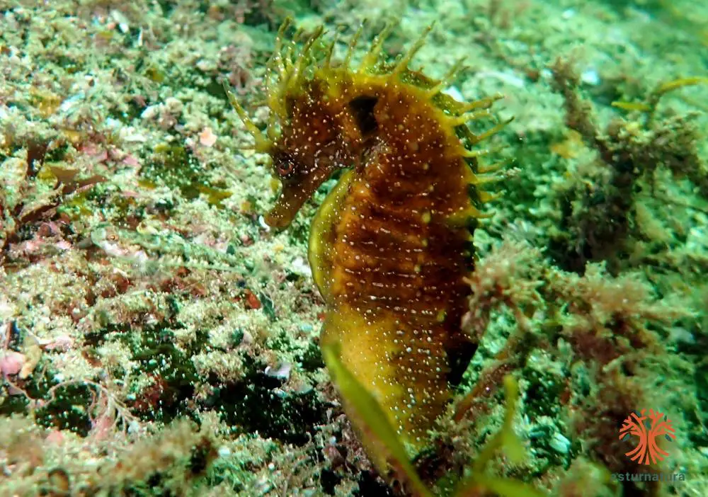 Hippocampus guttulatus <small>(1 de 3)</small>