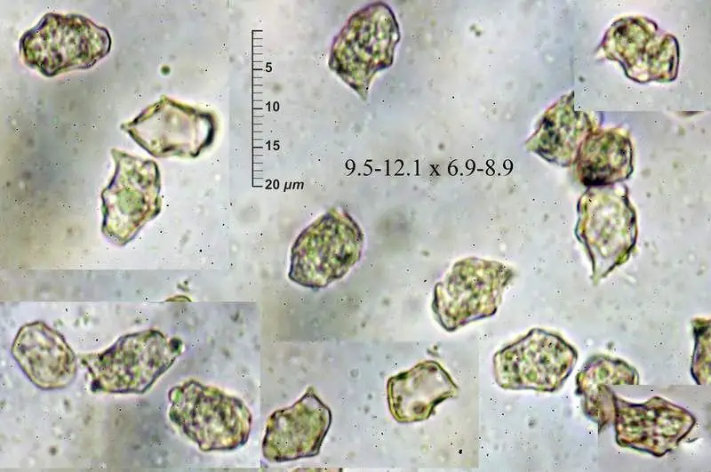 Entoloma griseocyaneum (Fr.) P. Kumm. <small>(2 de 3)</small> 