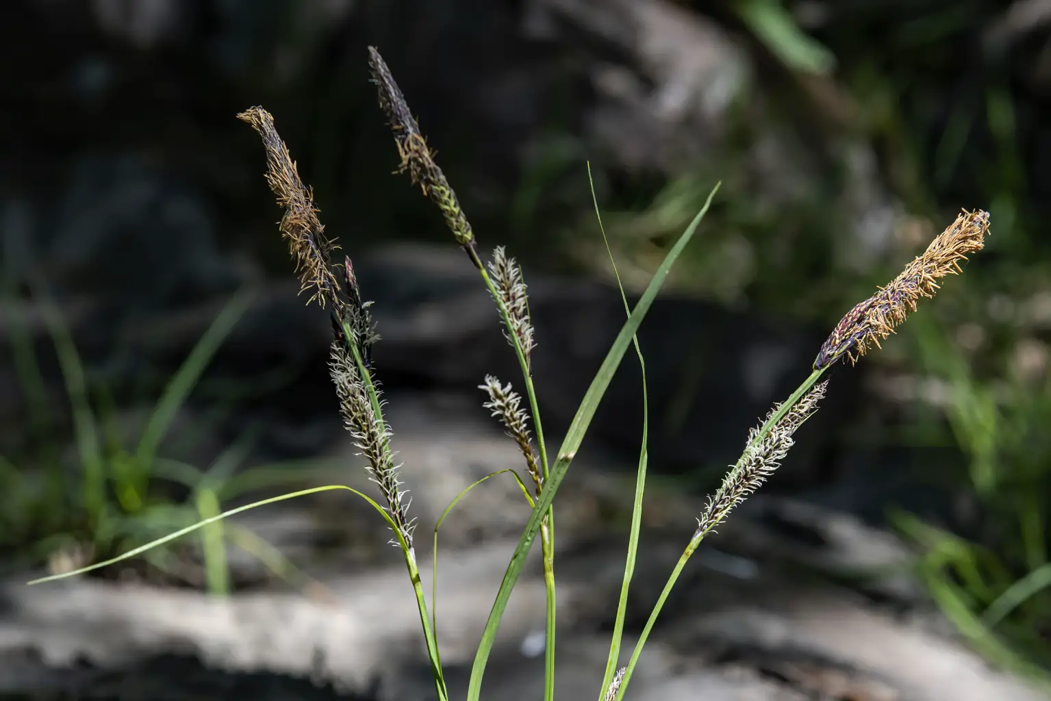 Carex reuteriana subsp. reuteriana <small>(2 de 3)</small>