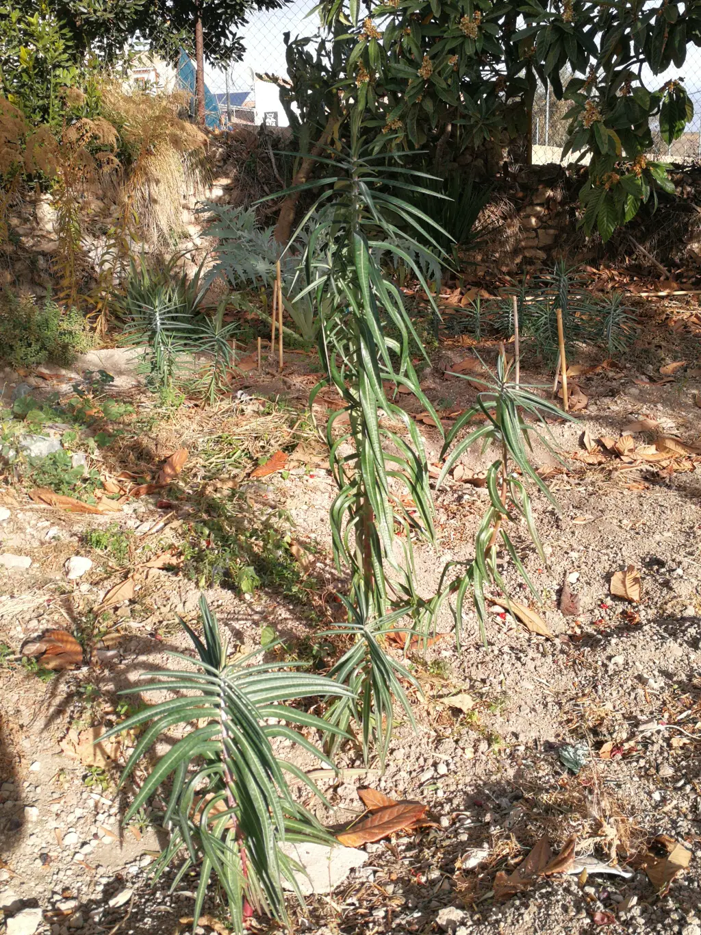 Euphorbia lathyris <small>(2 de 3)</small>