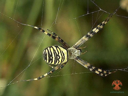 Argiope bruennichi