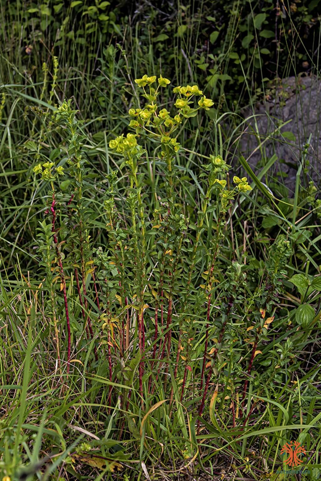 Euphorbia hirsuta (1 de 3)