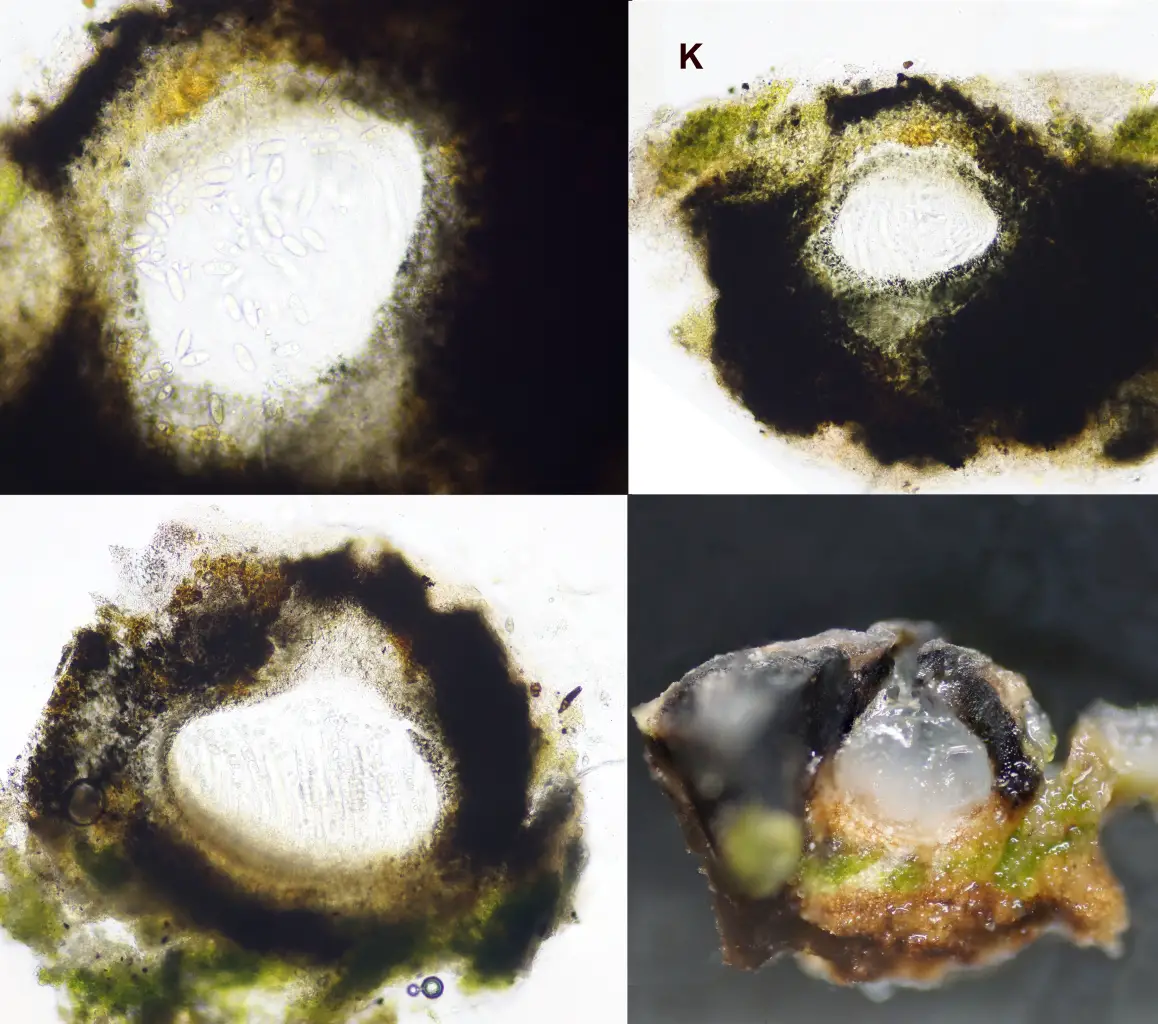 Acrocordia gemmata  <small>(2 de 3)</small>