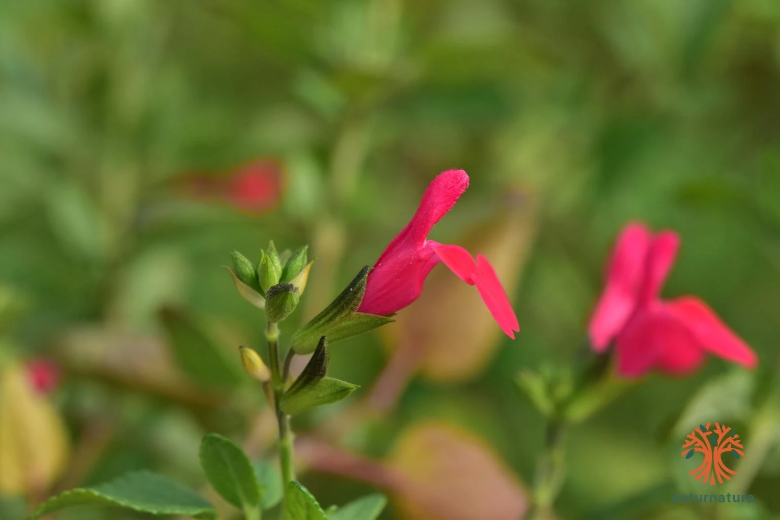 Salvia microphylla, Chupeticos