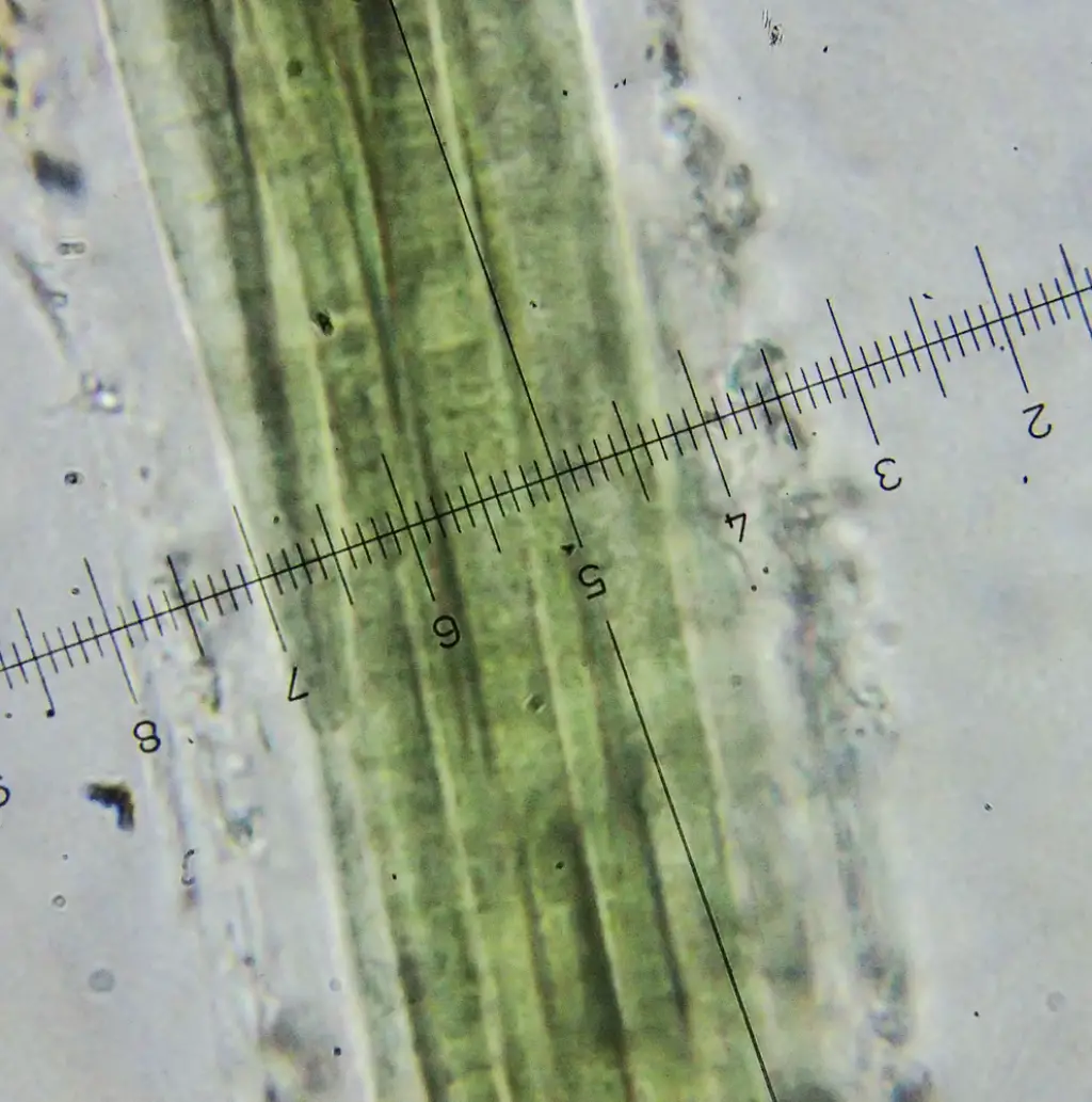 Coleofasciculus chthonoplastes <small>(3 de 3)</small>