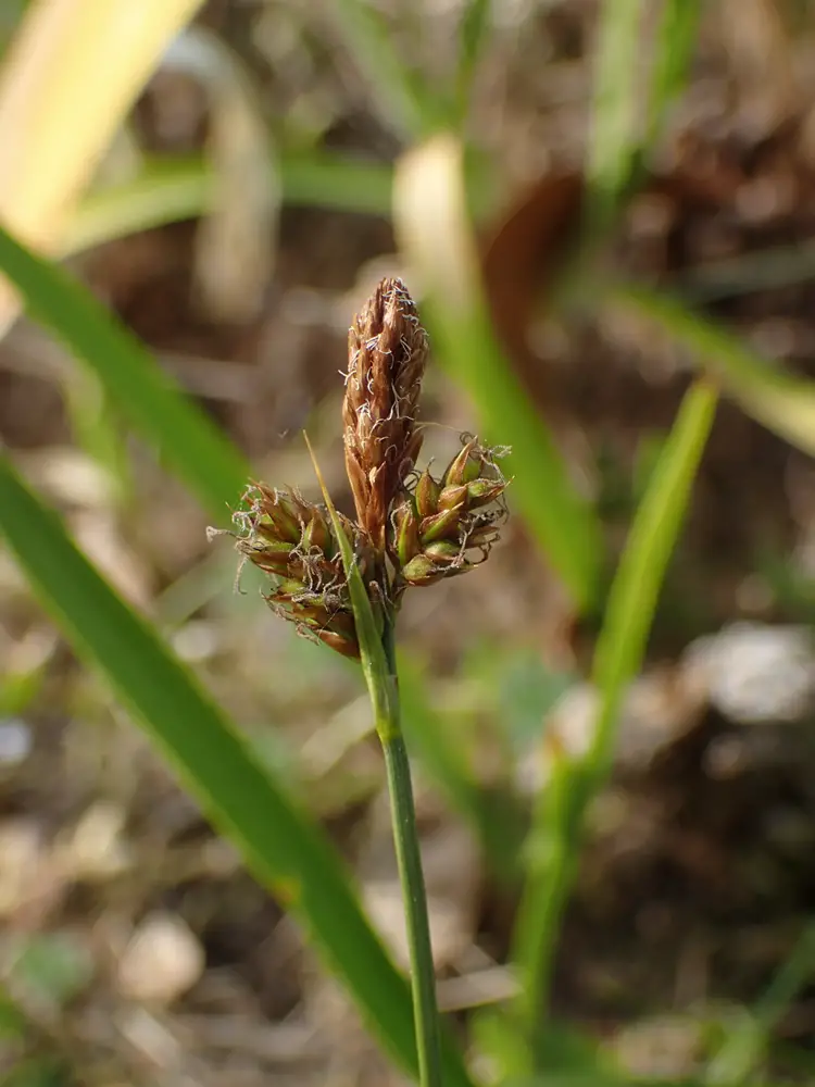Carex caryophyllea <small>(1 de 3)</small>