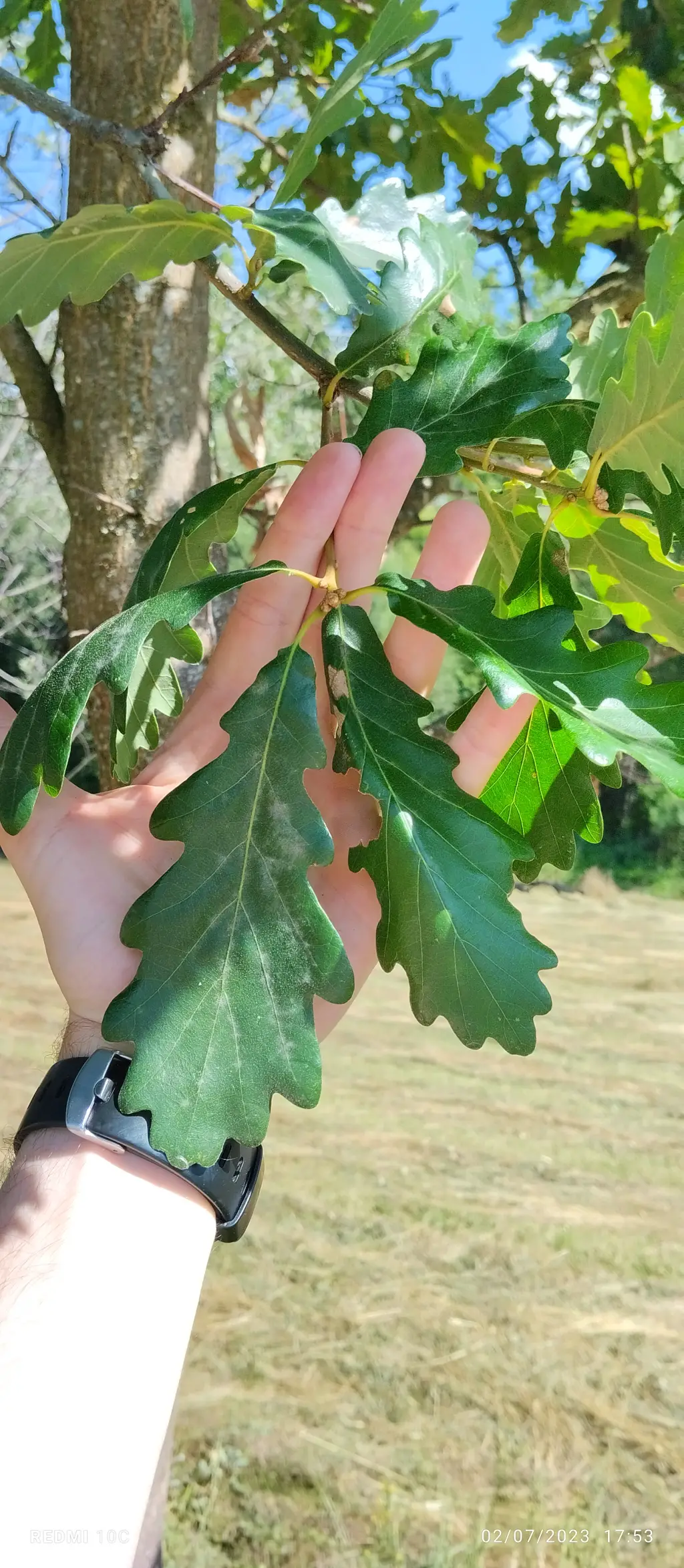 Quercus petraea (1 de 2)