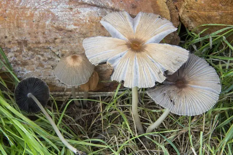 Parasola auricoma (Pat.) Redhead, Vilgalys & Hopple (1 de 3)