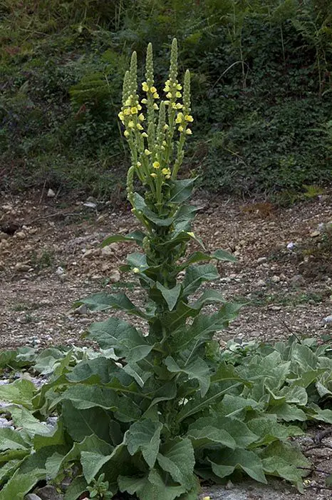 Verbascum lychnitis (1 de 3)
